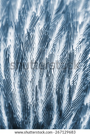 plumage background of bird closeup, x-ray effect