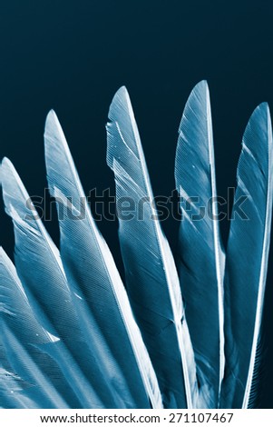 wing of bird closeup, x-ray effect photograph