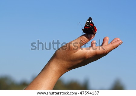 butterfly sit