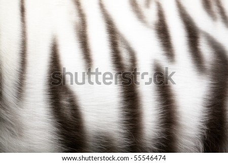 The tiger-skin of white-tiger close up.