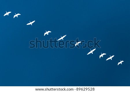 The wild-gooses to fly on a sky background. X-ray effect.