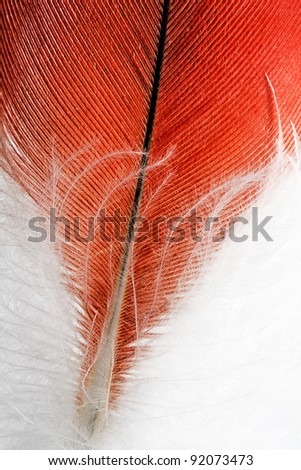 The red feather close up.