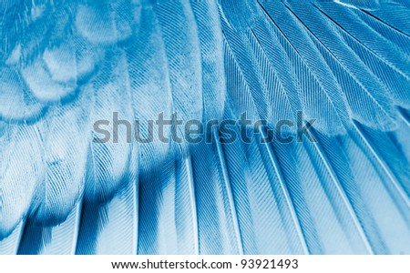 The wing of the bird closeup. X-ray effect.