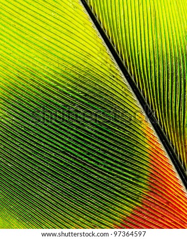 feather of macaw close up