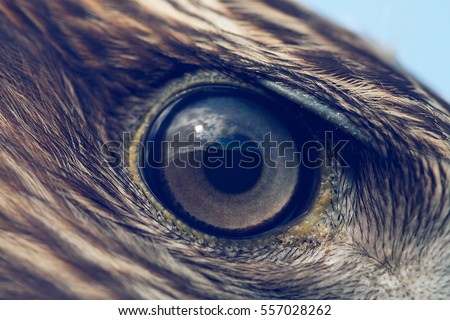 eagle eye close-up, macro photo, vintage style color tone