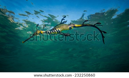 Weedy Sea Dragon (no aquarium). The Weedy sea dragon or common sea dragon, Phyllopteryx taeniolatus, is a marine fish related to the seahorse. It is the only member of the genus Phyllopteryx.