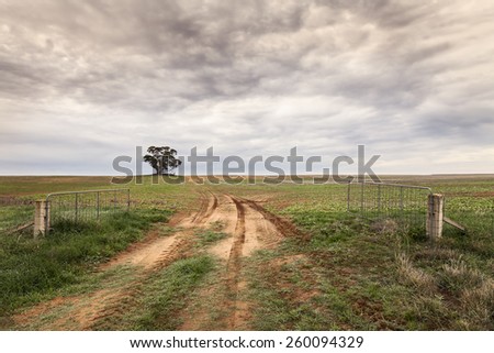 Dirt track leading past an open gate to a lone tree on large paddock