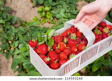 Plenty ripe strawberries picked to white plastic punnet. Man picking fresh red fruits to plastic punnet, holding in one hand. Horizontal orientation, photo taken in yard in open air, sunny day.