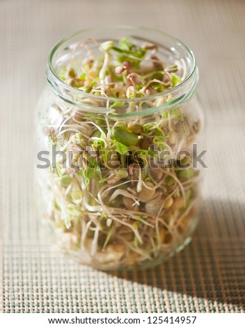 Many cereal sprouts growing in glass jar, domestic horticulture of healthy plants and grains, detail of jar in vertical orientation, nobody.