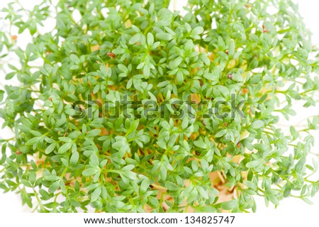 Sprouts of Lepidium sativum or cress plants growing on white isolated background, detail of healthy edible sprouting plants, horizontal orientation, nobody.