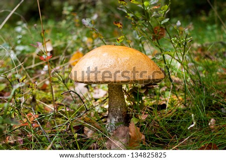 One ripe Leccinum boletus big mushroom grow in forest, rainy weather, water drop on cap, open air, horizontal orientation, nobody.