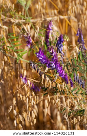 Golden cereal Avena or oats and Vicia flowers grow in field, plenty ripe plants ready to harvest and beautiful purple flowering weeds detail, open air. Photo taken in Poland.