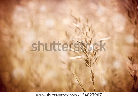Sepia toned ripe grass inflorescence with pollen which cause allergic reactions in certain people. Yellow pollen and green plant on blurred background, horizontal orientation. Photo taken in Poland.