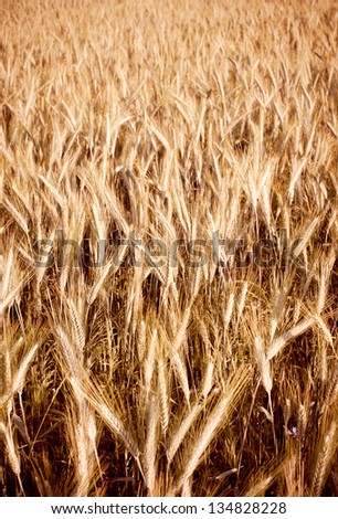 Plenty golden cereal grain ears on field, ripe plants ready to harvest, wide view at ears in open air. Photo taken in Poland, summertime, vertical orientation, nobody.