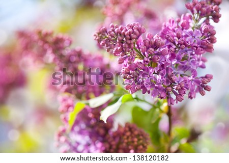 Detail of pink Syringa vulgaris or lilac flowers on twig and blurred background, bunch of beautiful flowers.