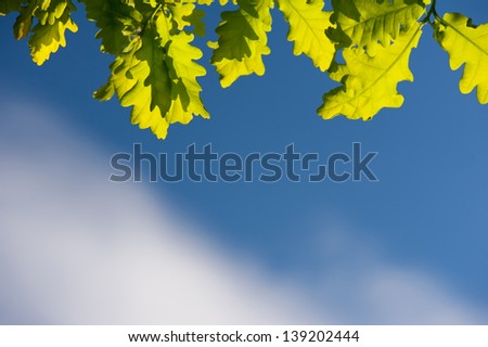 Bunch of green young oak leaves in sunlight on blue sky in spring time. Oak is a tree or shrub in the genus Quercus. Photo taken in Poland, horizontal orientation, nobody.