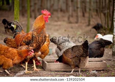 Group of young Rhode Island Red chickens eating from feeder on the ground, rooster with beautiful feathers watching and waiting, birds posing at free range in private yard, red comb on head