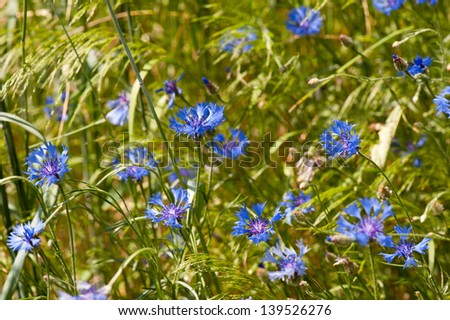 Many Centaurea cyanus or Cornflower blue plants and grass ears on meadow, bunch of flowers in summertime. Photo taken in Poland.