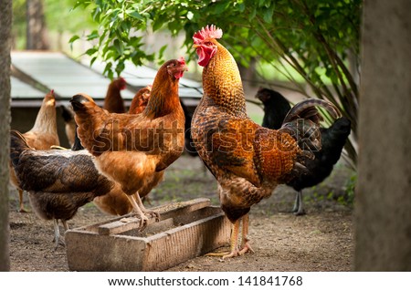 Young Rhode Island Red chickens and wooden feeder on the ground, rooster with patchy feathers watching and waiting, birds posing at free range in private yard, red comb on head, summertime. Horizontal