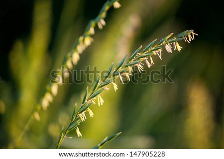 Green ear of grass inflorescence with pollen which cause allergic reactions in certain people. Pollen dangle at plant on blurred background, horizontal orientation. Photo taken in Poland, summertime.