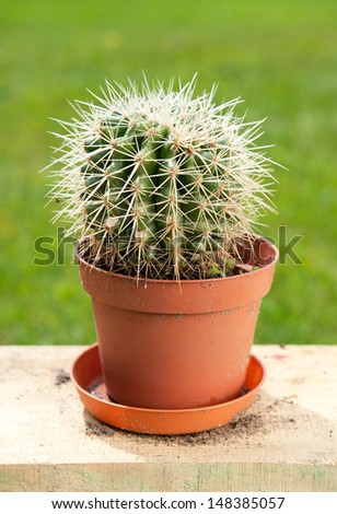 Cactus with big spines in flowerpot, plant grow in garden, standing on wooden board.