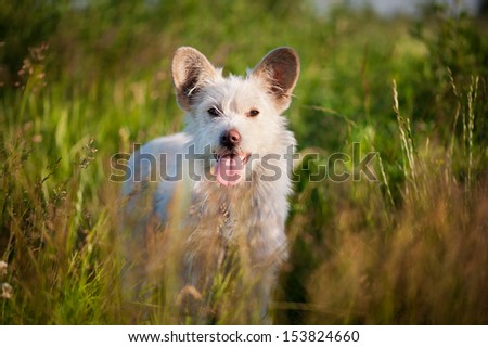 Single white stray tyke dog in meadow, lonely and homeless dog watching straight on with opened snout and tongue out, portrait in natural scenery, animal photo taken in Poland, open air, summertime.
