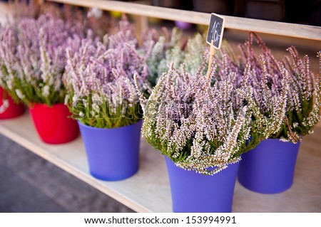 Shop stillage with pink heather flowers. Calluna vulgaris called heath or ling plants grow in blue and red flowerpots on shelf in entrance to shop, sunny autumn day, photo taken in Warsaw, Poland.