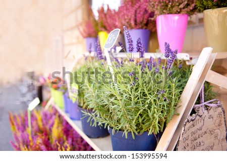 Shop stillage with Lavender flowers. Ornamental Lavandula plant grow in flowerpots on shelves in entrance to shop, many heather flowers blurred behind it, sunny autumn day, photo in Warsaw, Poland.