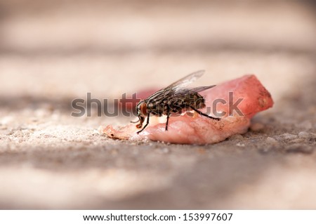 Single Musca domestica or housefly sitting on raw meat and eating it, macro horizontal photo taken in Poland. Fly most common of all domestic flies, a pest that can carry serious diseases.