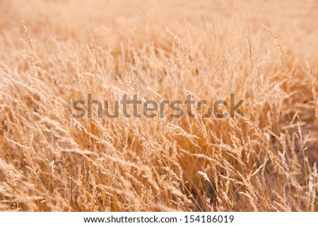 Golden color ripe grass field, plants with pollen which cause allergic reactions in certain people. Yellow plants moving on wind, horizontal orientation. Photo taken in Poland, summertime.
