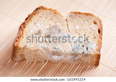 Portion of moldy bread zoom, piece of food with toxic mold or mould with plenty colored spores lying on mat. Nobody, horizontal orientation.