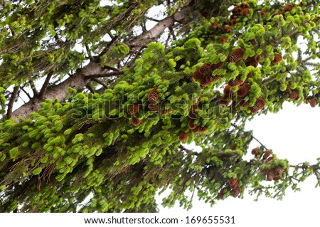 Large spruce fresh shoots and brown cones sag on coniferous tree, evergreen plant clusters of many cones, young green needles on twigs, Picea tree detail in horizontal orientation, nobody.