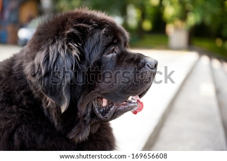 Single large black Newfoundland dog massive broad snout, lonely dog watching, head portrait in profile, animal photo taken in Poland, open air, summertime. Horizontal orientation.