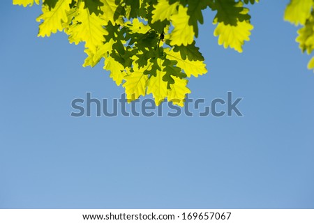 Bunch of green oak leaves in bright sunlight on blue sky in spring time. Oak is a tree or shrub in the genus Quercus. Photo taken in Poland, horizontal orientation, nobody.