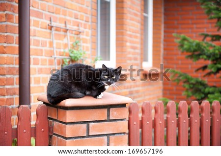 One lonely stray black cat sitting on fence in front of house. Wary animal sitting calm and watching around, fence and house building of red bricks and wooden decorative boards, photo taken in Poland.