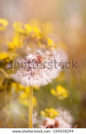 Dandelions blowballs seed heads old flowers grow on meadow in Poland, Europe.