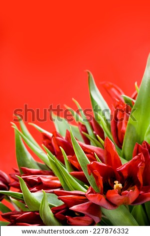Bunch of red tulips bouquet on red background, many heads and green leaves in sheaf.
