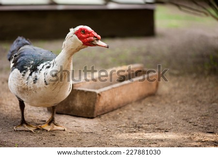 One large Muscovy Duck bird standing and posing in yard, calm domestic and culinary bird with white and black feathers and red wattles around the bill, animal watching at free range in private yard