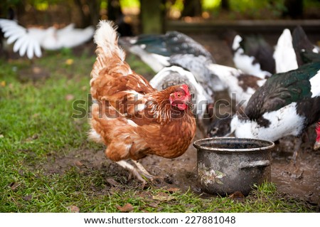 Free range hen digging in ground looking for food scratching mud, Rhode Island Red chicken with Muscovy Duck or Cairina moschata ducks slurping water from big mud puddle on ground in yard