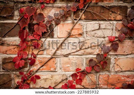 Red ivy leaves creeper on wall, wilted climber plant in autumn season abstract. Photo taken in Poland, horizontal orientation, nobody.