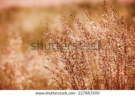 Clump of grass inflorescence with pollen which cause allergic reactions in certain people, sepia toned image. Plants on blurred sepia background, horizontal orientation. Photo taken in Poland.
