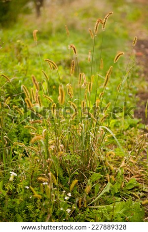 Decorative grass Pennisetum alopecuroides, Autumn Magic, Autumn Wizard, Herbstzauber, Polish name Rozplenica Japonska, plant growing in Poland, Europe. Vertical orientation, nobody.