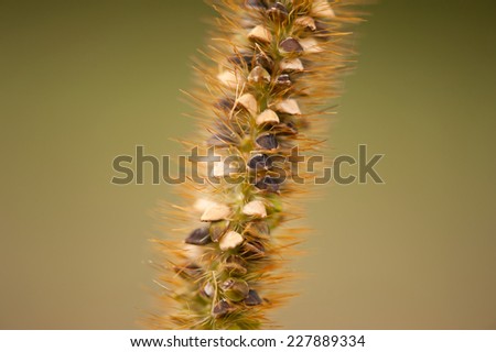 Decorative grass seeds macro Pennisetum alopecuroides, Autumn Magic, Autumn Wizard, Herbstzauber, Polish name Rozplenica Japonska, plant growing in Poland, Europe. Horizontal orientation, nobody.
