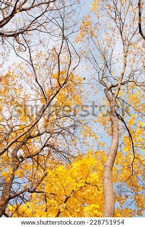 Yellow autumn leaves on trees in park, sunny autumn weather in Poland, Europe. Deciduous trees bright foliage in vertical orientation, nobody.