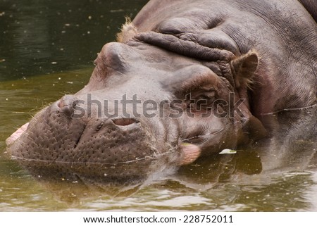 Huge bored Hippopotamus or hippo animal submerged in water in zoo, summertime in Poland, horizontal orientation. Zoom at animal head relaxing in pool full of water exposing nostrils