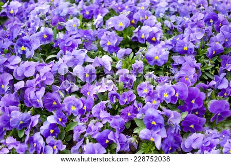 Purple Viola called pansy flowers blooming, flower pattern abstract.