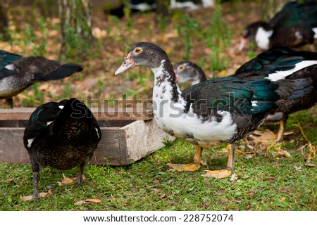 Group of young domestic ducks, female Muscovy Duck birds eating from feeder on the ground, fowl flock domestic birds with white and black feathers and red wattles around the bill, animals watching