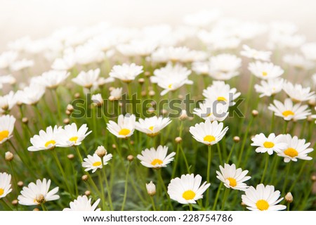 White herb camomiles clump healthy and decorative flowers in garden.