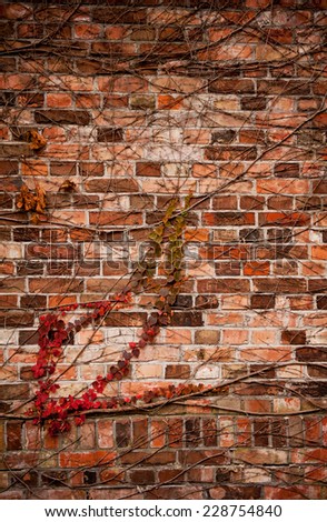 Red ivy hedge creeper on wall, wilted climber plant in autumn season abstract. Photo taken in Poland, vertical orientation, nobody.