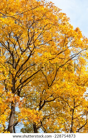 Yellow leaves autumn trees, sunny autumn weather in Poland, Europe. Deciduous trees bright foliage in vertical orientation, nobody.